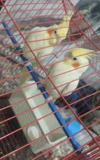 عروس هلندی