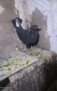 پلنگ شازده نر