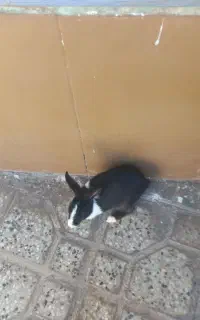 خرگوش