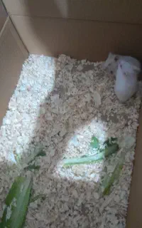 همستر نژاد دار