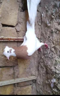 طوقی کفتر