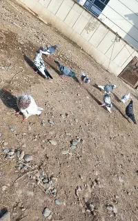 کفتر پرشی 8عدد