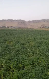 کاه لوبیا قرمز