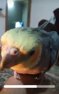 سلام عروس گم شده