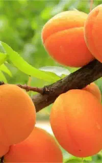 نهال زردآلو پیوندی درجه یک