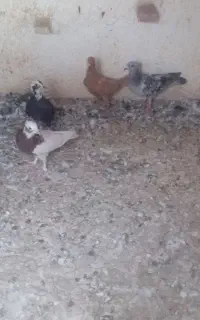 ساعت طرح