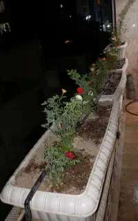 هرس و گل کاری باغ ویلا ساختمان