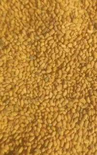 تخمه یونجه درجه یک با ضمانت و پایه بلند بذرهمدانی