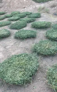 یونجه
