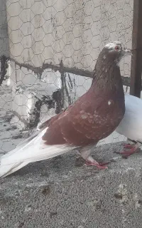 کبوتر پرشی صید شده