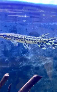 ماهی گار الیگیتور،سرسوسماری