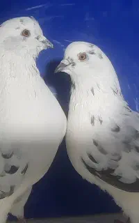 کبوترشمرونی
