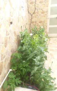 ماشین وانت بار اسنپ برای جمع کردن فرش قالیشویی