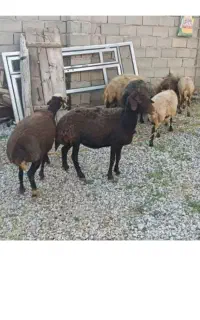 ۲عدد میش آبستن و یک عدد میش و بره