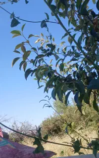 سیم کارت دایمی ۰۹۱۴۴۱۷۲۳۵۳