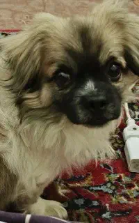 پیکنیز اصیل بدون ناخالصی