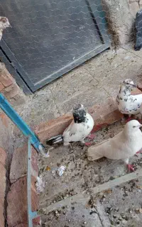 کفتر
