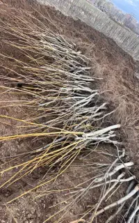 خرید اقساطی و تمام چکی نهال از نهالستان پاشاپور