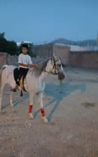 فروش مادیان با کره