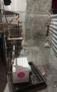 قفس جفت عروس هلندی