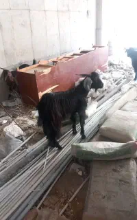 تروشت