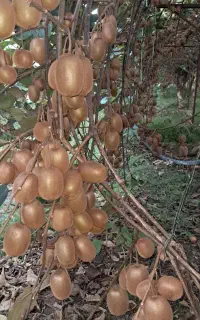 کیوی