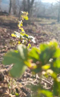 آبگرمکن دیواری بوتان