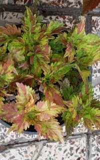 گلهای طبیعی