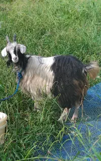 بز خوشکل وسرحال