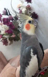 عروس هلندی گمشده