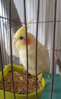 عروس هلندی نر