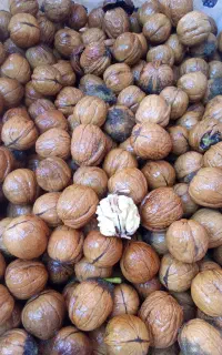 گردو دماوند