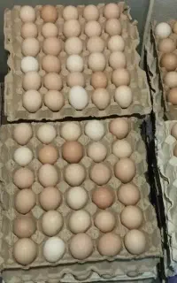 فروش و عرضه مستقیم تخم مرغ محلی کاملاً «ارگانیک»