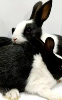 خرگوش تعداد بزرگ وکوچک