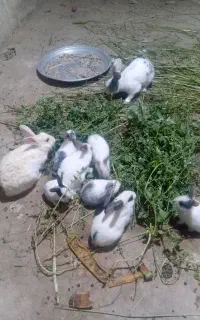 خرگوش