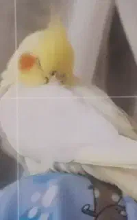 عروس هلندی گمشده