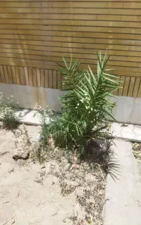 نخل