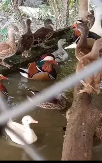 جوجه ماندارین و کارولین و...