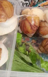 حلزون آرایشی
