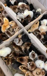 فروش جوجه گوشتی راس اردک جوجه محلی کردی رنگی