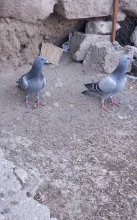 پرنده