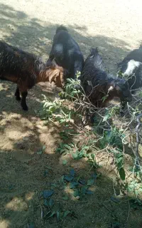 بز مالچه