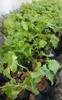 نهال انگور ترکمن