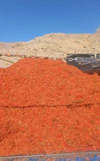 تفاله گوجه