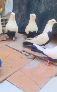 دوجفت نرماده دمسیاه زیرروقفل باهم پرنده بی عیب