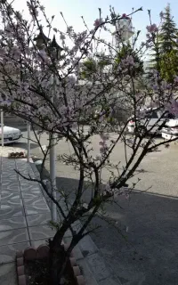 نظافت منزل ،باغ،ویلا چیدمان خدمات فنی و تاسیساتی