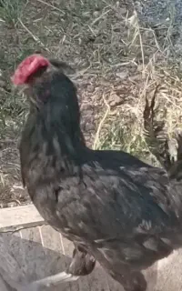 خروس سیاه نژاد گلین ویژه قربانی وجوجه کشی