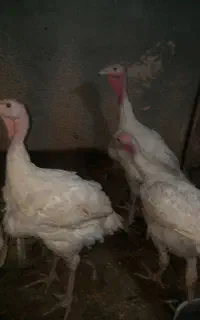 ۵ عدد بوقلمون بیوتی