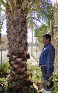 تکریب نخل باقبانی  و،