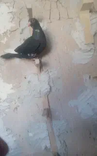 ماده پلنگ